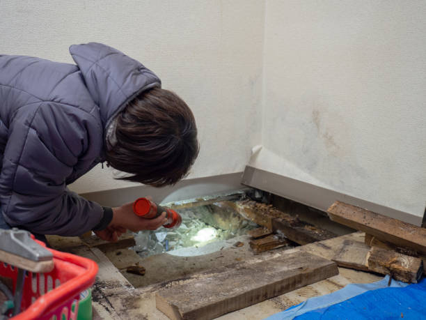 Best Mold Remediation for Rental Properties  in Lyons, IL