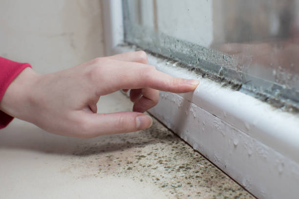 Reliable Lyons, IL Mold Removal Solutions
